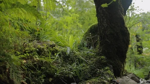Enchanted forest stream Stock-Footage 112611018