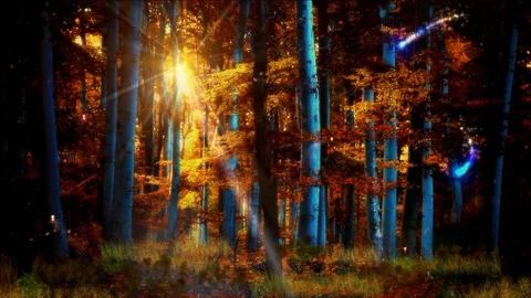 Enchanted forest at sunrise 動画素材 111137348