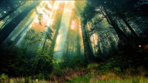 Enchanted forest at sunrise 動画素材 121237102