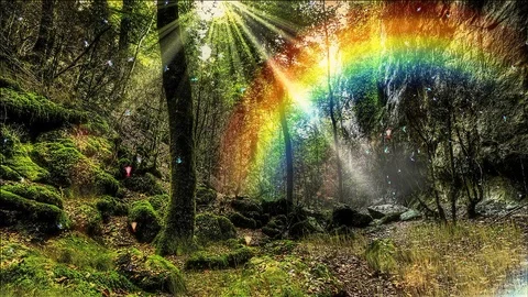 Fairy Forest Videos: Download 105+ Free 4K & HD Stock Footage
