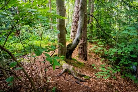 Enchanted forest surrounded by trees and plants, in the middle of the Scottish Stock Photos