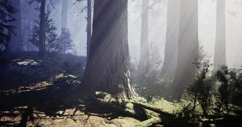 Enchanted forest with tall trees and soft sunlight filtering through fog Ilustração Stock
