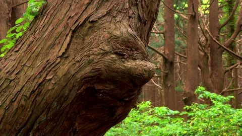 Enchanted Forest (Tree Knots Like Faces) Stock Footage 332320531