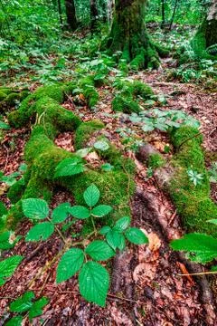 Enchanted forest vertical Stock Photos