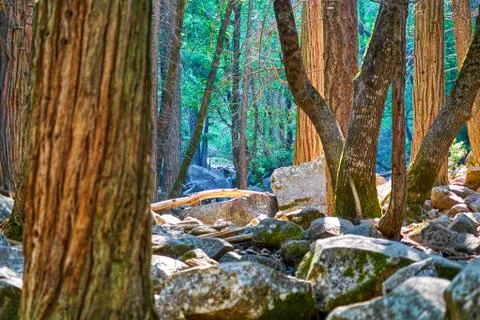 Enchanted forest view with boulders, tree trunks and forest in the background Stock Photos