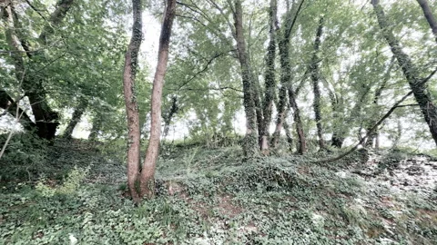 Enchanted Forest Walk: Exploring Nature's Lush Greenery Stock Footage 337616555