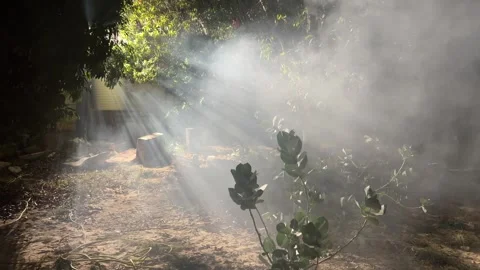 Enchanted Garden with Sunlight Rays and Fog – Dreamlike Cinematic Scene Stock Footage 300458384