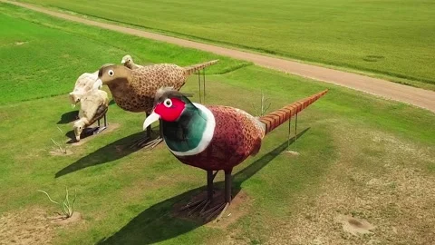 Enchanted Highway - Pheasants (Close) Stock Footage 238482727