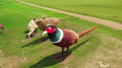 Enchanted Highway - Pheasants (Combo) Stock Footage 238482730