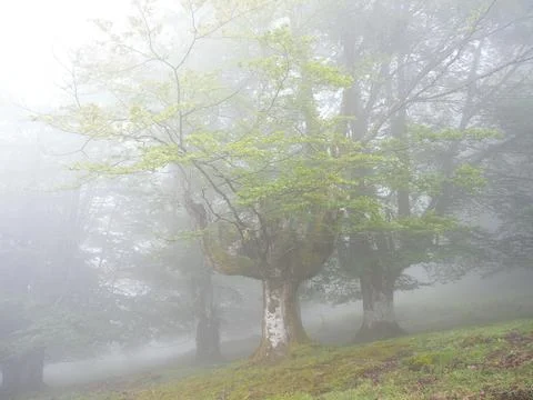Enchanted misty beech forest in the Basque Country - A mystical landscape o.. Foto stock