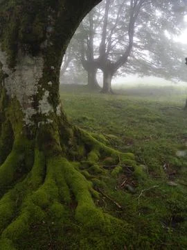 Enchanted misty beech forest in the Basque Country - A mystical landscape o.. Stock-Fotos