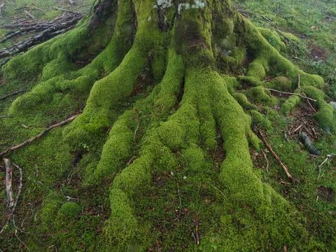 Enchanted misty beech forest in the Basque Country - A mystical landscape o.. Stock-Fotos