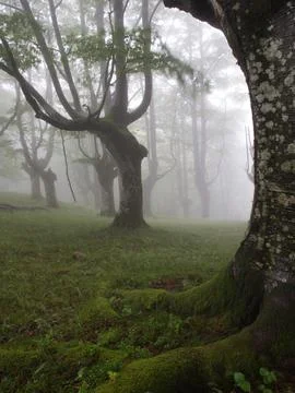 Enchanted misty beech forest in the Basque Country - A mystical landscape o.. Stock Photos