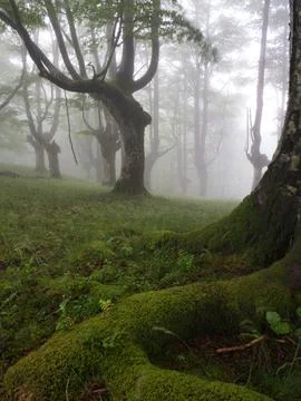 Enchanted misty beech forest in the Basque Country - A mystical landscape o.. Foto stock