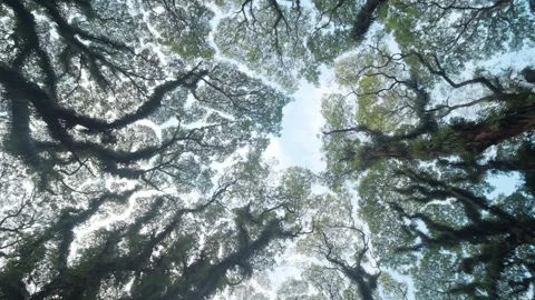 Enchanted Moss Forest – Lush Green Nature Landscape Stock Footage 314909381