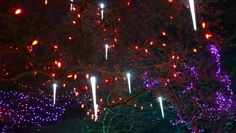 Enchanted Night Lights on Trees in a Magical Forest Setting Stock Footage 263928667