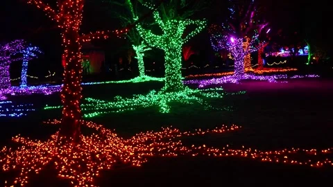 Enchanted Night View of Illuminated Trees in Festive Lights Stock Footage 263930180