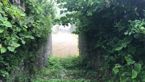 Enchanted Path Stock Footage 155516197