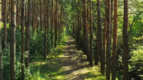 Enchanted Path: A Journey Through Towering Forest Giants Stock Footage 280674834