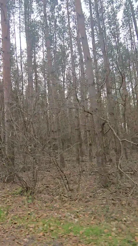 Enchanted Pathway A Journey Through the Mystical Forest Stock Footage 311860734