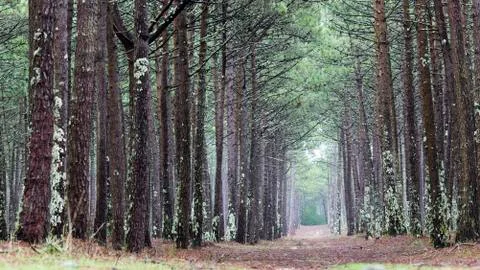 Enchanted pathway to solitude between the trees. Beautiful pine trees without Stock Photos