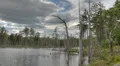 Enchanted Pond (time-lapse) HD Footage