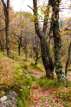 Enchanted scottish forest Stock Photos