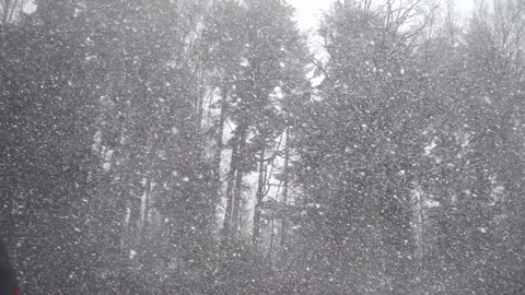 Enchanted Snowfall in a Winter Forest Stock Footage 310429803
