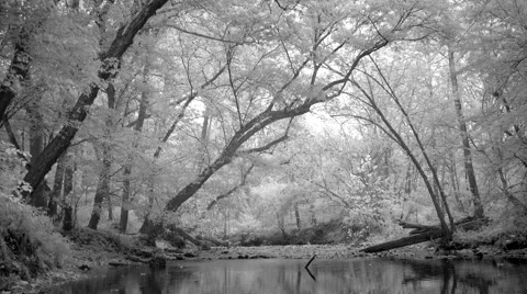 Enchanted Stream Background Stock Footage 56411239