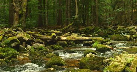 Enchanted stream winds through a dense, fairy tale forest with sense of enigma. Stock Photos