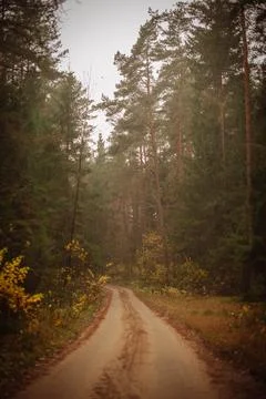 Enchanted Trails: Path in the Forest Foto stock