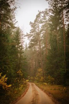 Enchanted Trails: Path in the Forest Foto stock