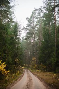 Enchanted Trails: Path in the Forest Foto stock