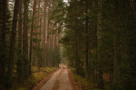 Enchanted Trails: Path in the Forest Foto stock