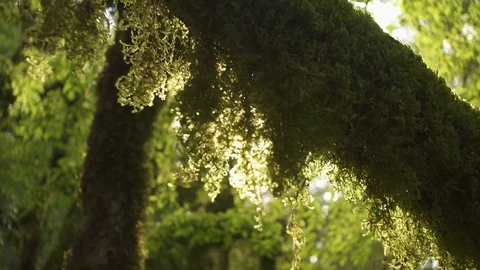 Enchanted tree covered with moss. Mysterious age-old forest. Video stock 80126580