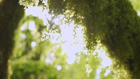 Enchanted tree covered with moss. Mysterious age-old forest. Stock-Footage 80126709