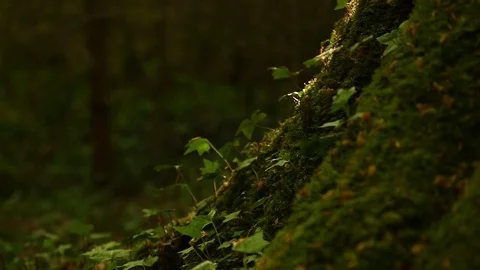 Enchanted Tree Stock Footage 84658470