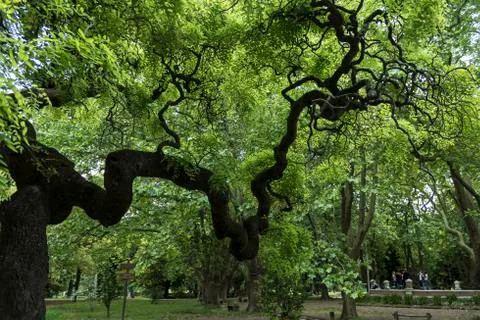 Enchanted tree in the forest Stock Photos