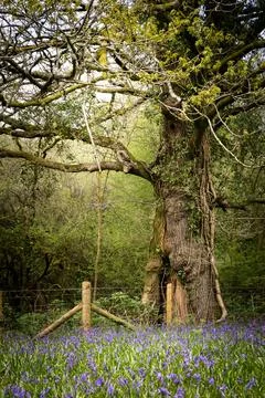 Enchanted Tree Stock Photos