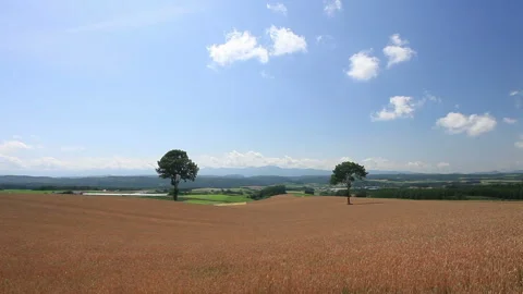 The Enchanted Tree, Wheat Fields, and Flowing Clouds 스톡 동영상 330237527