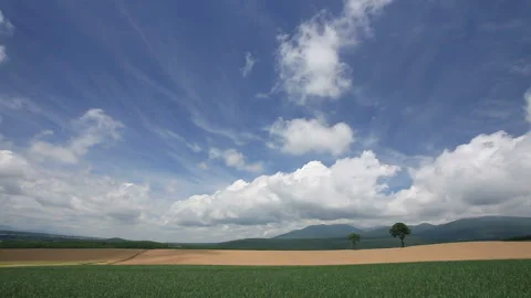 The Enchanted Tree, Wheat Fields, and Flowing Clouds Stock Footage 330237659