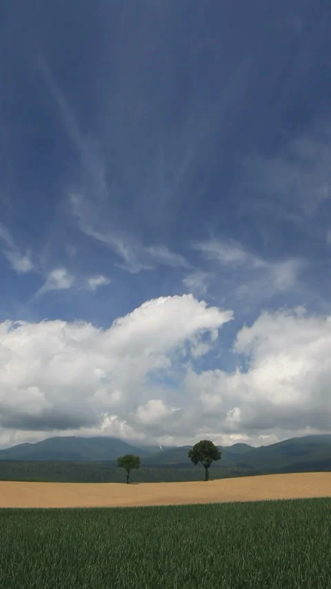 The Enchanted Tree, Wheat Fields, and Flowing Clouds Stock Footage 330237696
