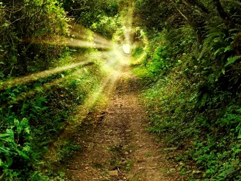 Enchanted tunnel path in the forest Stock Photos