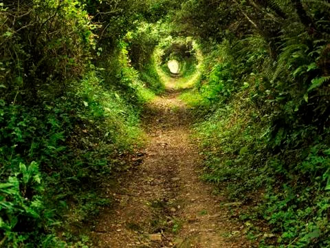 Enchanted tunnel path in the forest Stock Photos