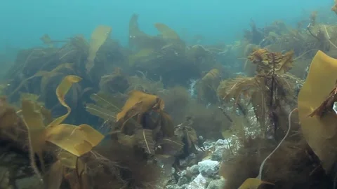 Enchanted Underwater Forest of Kelp Sways Gently in Monterey Bay Stock Footage 340592720