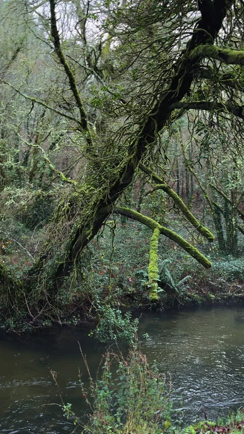 Enchanted Waters: The Forest's Green Caress Video stock 273376552