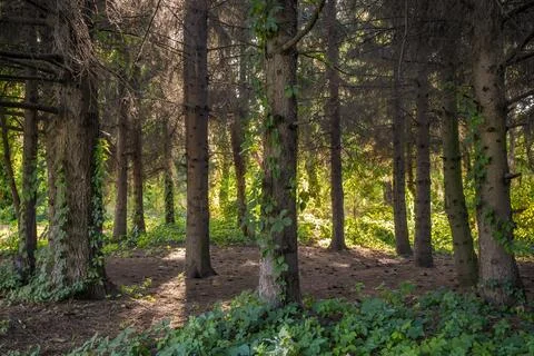Enchanted wild forest. Stock Photos
