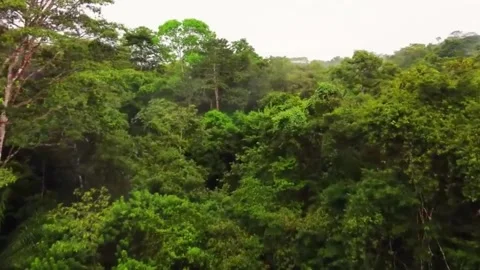 "Enchanted Wilderness: A Glimpse of the Dense Forest" Stock Footage 251641063