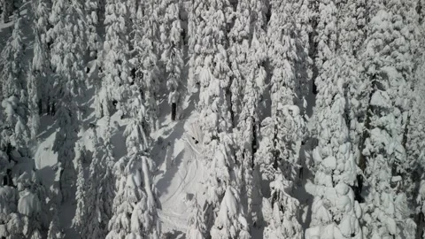 Enchanted Winter Forest: A Closer Look at Snow-Clad Pines from Above Stockbeeldmateriaal 283573679