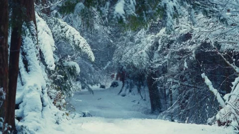 Enchanted Winter Pathway in the Icy Snow Covered Forest Stock Footage 296284510